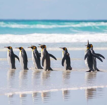 two weeks in the falkland islands itinerary u0026 2024 guide