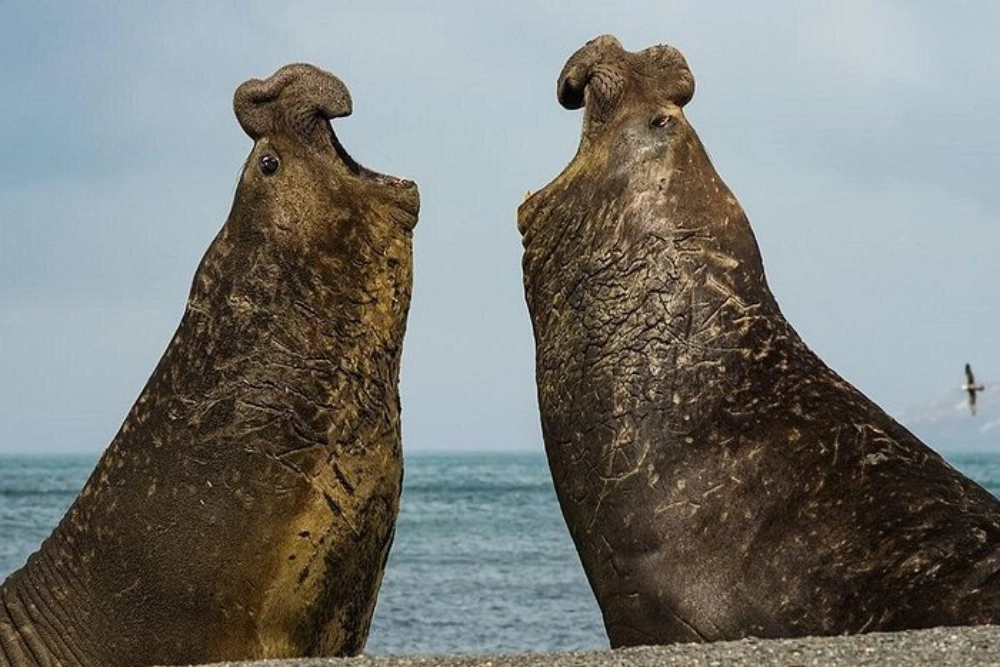 whale point elephant seals