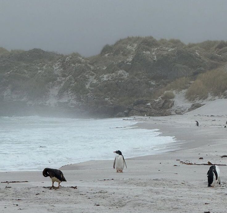 falkland islands 🇫🇰 i love this world! 🐧 met a bunch of wild animals, especially penguins falkland islands 🇫🇰 i love this world! 🐧 met a bunch of wild animals, especially penguins